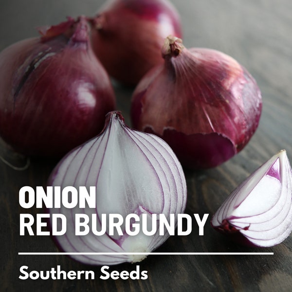 Onion, Red Burgundy - 100 Seeds - Heirloom Vegetable - Heirloom - Non-GMO (Allium cepa)