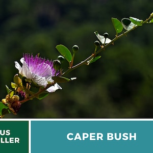 Capers Caper Bush 10 Seeds Heirloom Herb Culinary Delicacy Capparis spinosa image 3