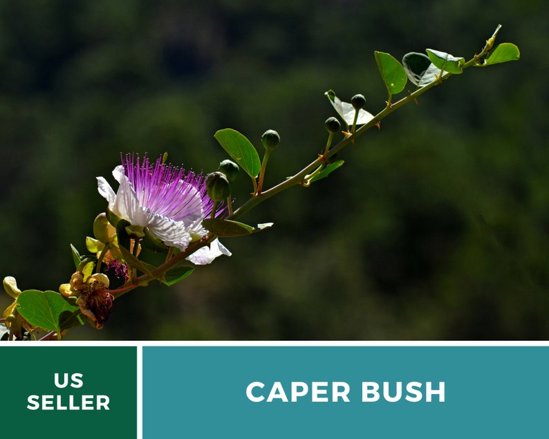 Capers Caper Bush 10 Seeds Heirloom Herb Culinary Delicacy Capparis spinosa image 3