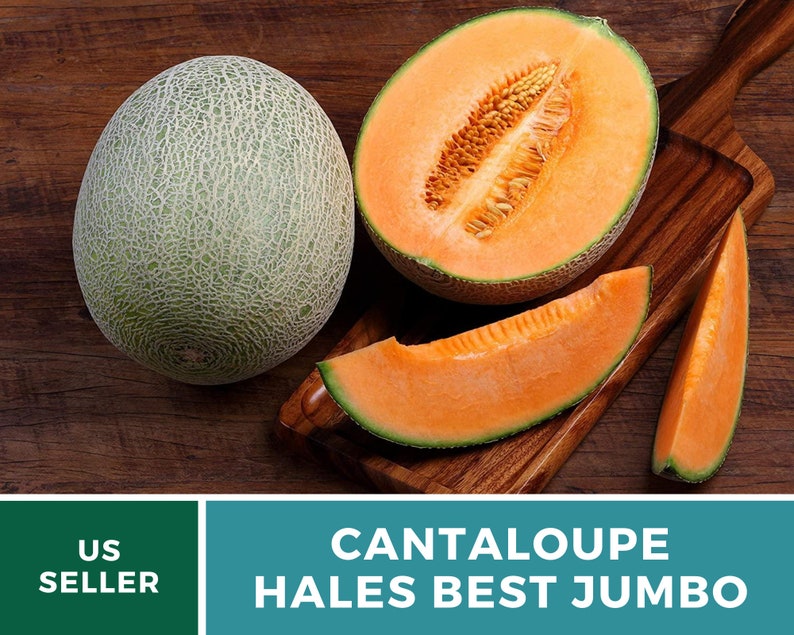 Melon Hales Best Jumbo Cantaloupe 50 Seeds Heirloom Non Etsy