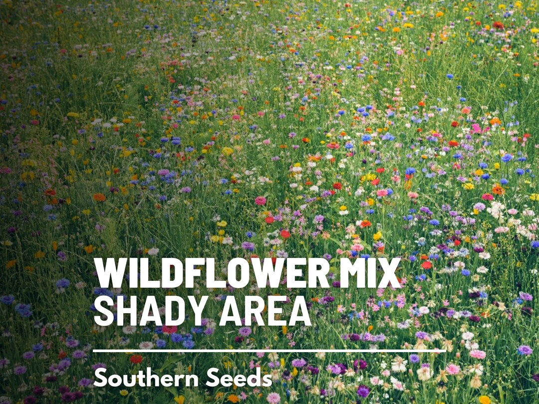 Wildflower Mix, Shady Area 1,000 Seeds Specially Selected Flowers That