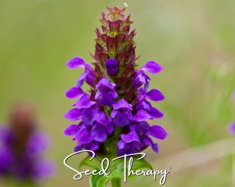 May include: A vibrant purple self-heal flower spike with a dark reddish-purple top and green leaves at the base. The text Seed Therapy is written in a white cursive script across the lower portion of the image against a soft green background.