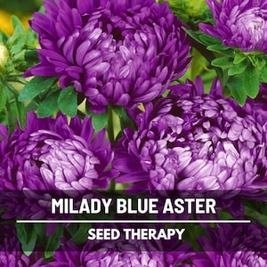 Milady Blue Dwarf Aster Seeds – Compact Heirloom, Fluffy Blue Flowers, Easy to Grow, Perfect for Pots | 50 Seeds