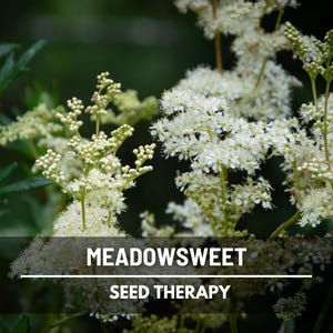 Meadowsweet Seeds – Heirloom Medicinal Herb, Non-GMO, Hardy Perennial for Moist Meadows (Filipendula ulmaria) | 50 Seeds