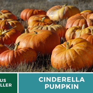 May include: A close-up of a pile of orange Cinderella pumpkins. The pumpkins are arranged in a field of dry grass.