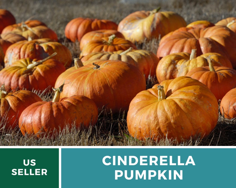 May include: A close-up of a pile of orange Cinderella pumpkins. The pumpkins are arranged in a field of dry grass.