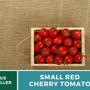 Tomato, Small Red Cherry 100 Seeds Heirloom Vegetable, Indeterminate Plant, Sweet Cherry Tomatoes Lycopersicon esculentum image 6