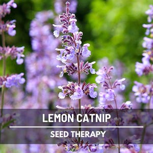 Lemon Catnip Seeds – Heirloom Culinary and Medicinal Herb, Lemon Scented, Non-GMO, Cat’s Favorite | 250 Seeds