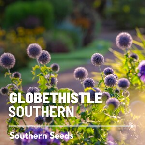 Puede incluir: Primer plano de un campo de cardos azules en forma de globo con el texto "GLOBETHISTLE SOUTHERN" y "Southern Seeds" en letras blancas.