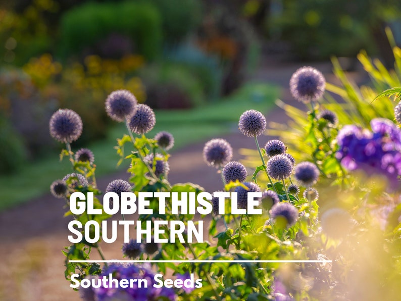 Puede incluir: Primer plano de un campo de cardos azules en forma de globo con el texto "GLOBETHISTLE SOUTHERN" y "Southern Seeds" en letras blancas.