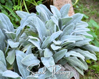 Lamb's Ear Seeds – Heirloom, Silvery Velvet Groundcover (50 Seeds)