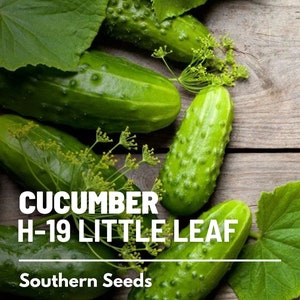 Cucumber, H-19 Little Leaf - 30 Seeds - Heirloom Vegetable - Open Pollinated - Non-GMO (Cucumis sativus)