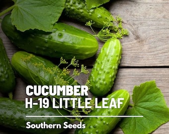 Cucumber, H-19 Little Leaf - 30 Seeds - Heirloom Vegetable - Open Pollinated - Non-GMO (Cucumis sativus)