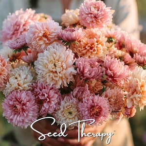 May include: A large bouquet of multi-layered dahlia flowers in shades of soft pink, peach, and cream. The dense, rounded blooms feature intricate, tightly packed petals. The white cursive text Seed Therapy is overlaid at the bottom center.