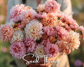 Duchess Apricot Aster Seeds – Heirloom, Peony-Like Double Blooms, Apricot & Peach, Excellent Cut Flower | 50 Seeds