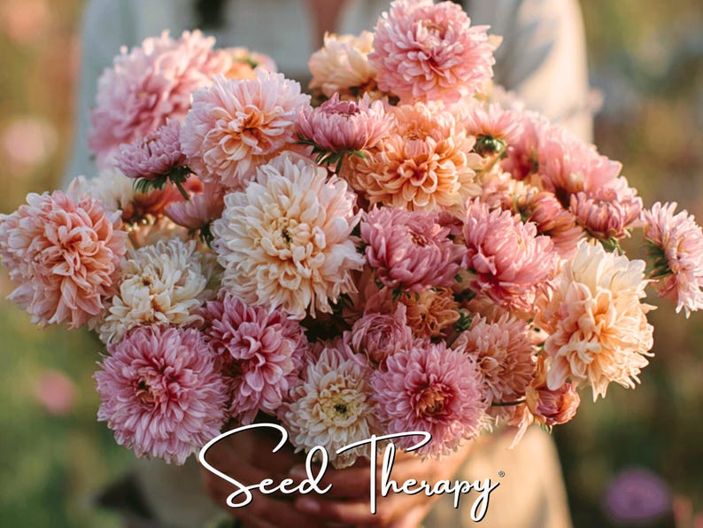 May include: A large bouquet of multi-layered dahlia flowers in shades of soft pink, peach, and cream. The dense, rounded blooms feature intricate, tightly packed petals. The white cursive text Seed Therapy is overlaid at the bottom center.
