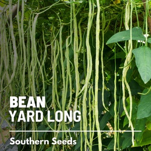 Pu&ograve; includere: Primo piano di una vite di fagiolini verdi lunghi appesi a un pergolato. I fagiolini sono lunghi e sottili, e la vite &egrave; ricoperta di foglie verdi. Il testo "BEAN YARD LONG" e "Southern Seeds" &egrave; visibile nell'immagine.