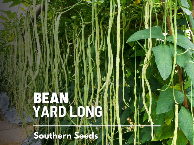 Pu&ograve; includere: Primo piano di una vite di fagiolini verdi lunghi appesi a un pergolato. I fagiolini sono lunghi e sottili, e la vite &egrave; ricoperta di foglie verdi. Il testo "BEAN YARD LONG" e "Southern Seeds" &egrave; visibile nell'immagine.