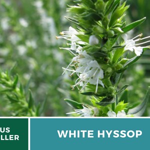 Hyssop, White Albus 50 Seeds Heirloom Herb Delicate White Flowers Hyssopus officinalis image 5