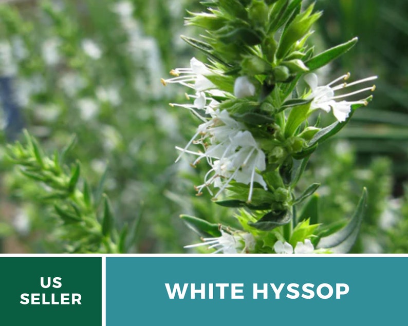 Hyssop, White Albus 50 Seeds Heirloom Herb Delicate White Flowers Hyssopus officinalis image 5