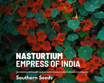 Nasturtium, Emperatriz de la India - 30 Semillas - Flor Heirloom - Flores comestibles y hojas de pimienta (Tropaeolum nanum)