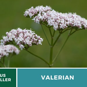 Valerian 50 Seeds Heirloom Herb, Medicinal Herb, Pinkish-White Flowers, Non-GMO Valeriana officinalis image 3