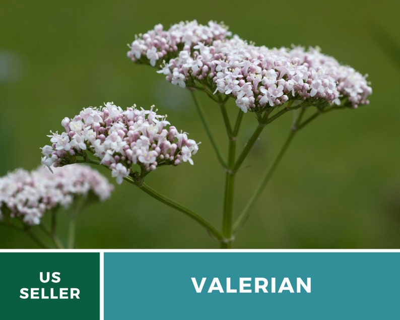 Valerian 50 Seeds Heirloom Herb, Medicinal Herb, Pinkish-White Flowers, Non-GMO Valeriana officinalis image 3