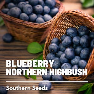 Blueberry, Northern Highbush - 50 Seeds - Heirloom Fruit - Non-GMO (Vaccinium corymbosum)