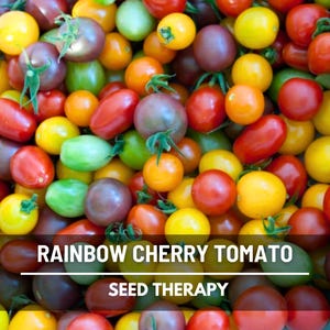 Rainbow Cherry Tomato Seeds – Heirloom Vegetable, Indeterminate Plant, Mixed Colors, Great for Containers, Easy to Grow | 50 Seeds