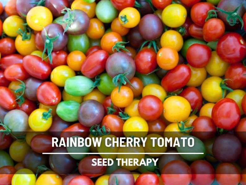 Peut inclure: Une collection de tomates cerises multicolores dans des tons de rouge, jaune, orange, vert et violet fonc&eacute;, certaines avec des tiges vertes attach&eacute;es. L'image pr&eacute;sente le texte RAINBOW CHERRY TOMATO et SEED THERAPY en lettres capitales blanches.