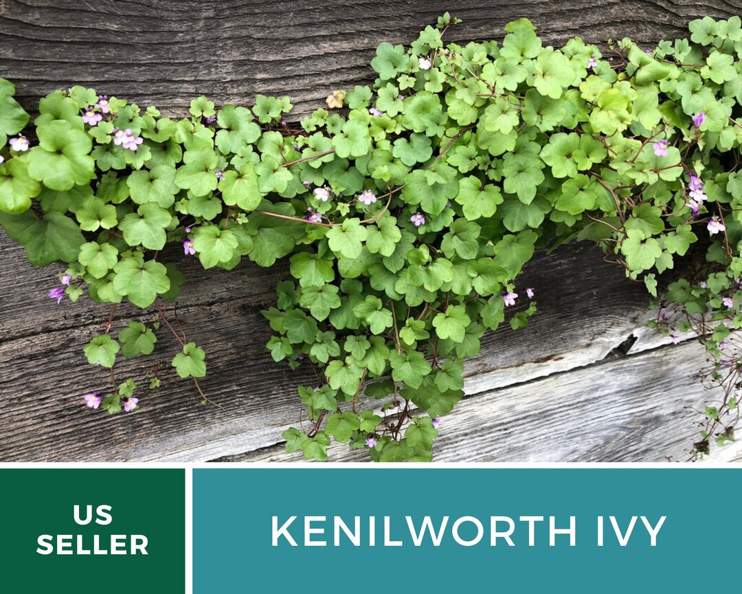 Ivy Kenilworth 100 Seeds Heirloom Ground Cover linaria Etsy