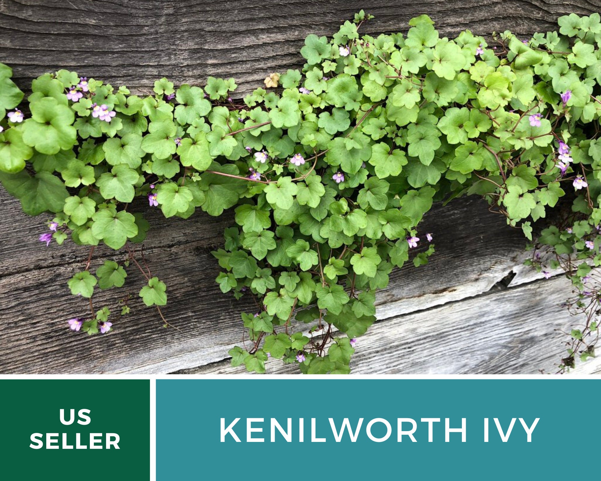 Ivy, Kenilworth - 100 Seeds - Medicinal (Cymbalaria Muralis)