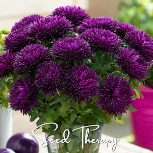 May include: A vibrant bouquet of deep purple aster flowers with dense, needle-like petals and green foliage, displayed in a clear glass vase. The white cursive text Seed Therapy is overlaid at the bottom center of the image.