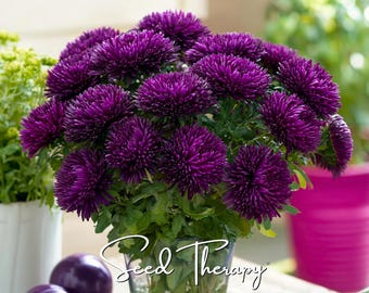 Semillas de Aster Violeta Gremlin: reliquia, flores violetas intensas y esponjosas, fácil de cultivar y con una floración doble inusual / 50 semillas