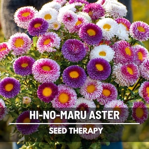 Hi-No-Maru Pompon Aster Seeds – Heirloom, Bicolored Button Blooms & Unique Cut Flower, Garden Showstopper | 50 Seeds