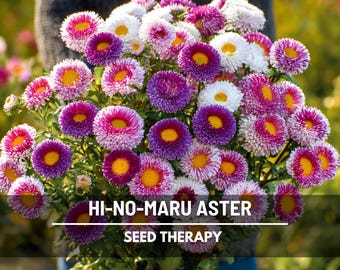 Hi-No-Maru Pompon Aster Seeds – Heirloom, Bicolored Button Blooms & Unique Cut Flower, Garden Showstopper | 50 Seeds