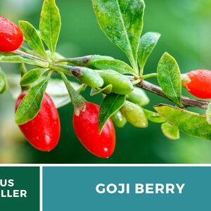 May include: Close-up of goji berries on a branch with green leaves. The bright red berries are oval-shaped and have a glossy appearance. The text "GOJI BERRY" is displayed in a teal box.