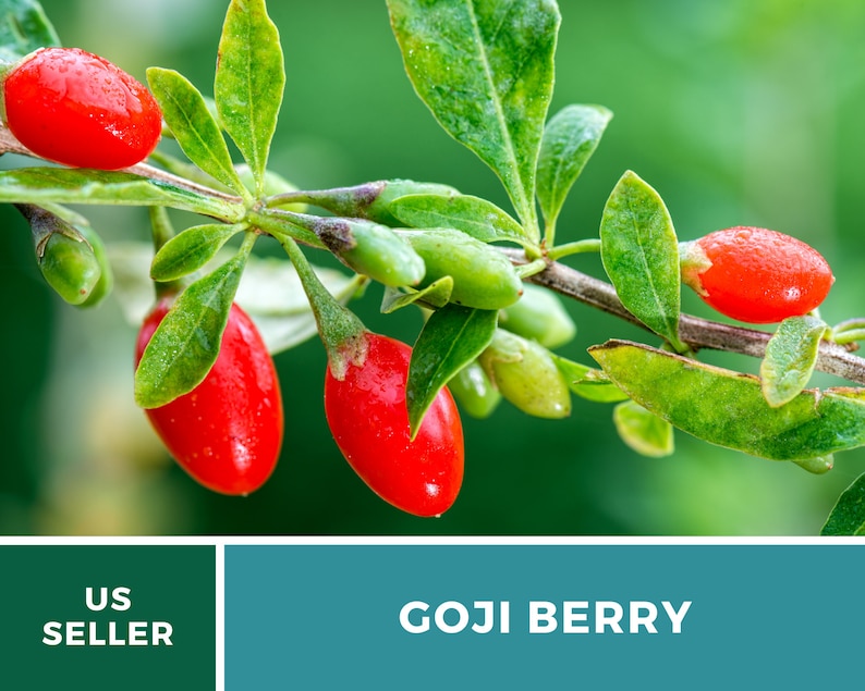 May include: Close-up of goji berries on a branch with green leaves. The bright red berries are oval-shaped and have a glossy appearance. The text "GOJI BERRY" is displayed in a teal box.