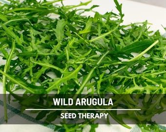 Wild Arugula Seeds, Perennial Sylvetta Wild Rocket, Extra Peppery Gourmet Green, Heirloom, 500 Seeds