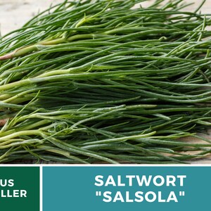 Puede incluir: Un manojo de Salsola fresca, tambi&eacute;n conocida como Salwort, sobre una superficie de madera. El texto "SALTWORT "SALSOLA" se muestra debajo de la imagen. El texto "US SELLER" se muestra en un rect&aacute;ngulo verde a la izquierda de la imagen.