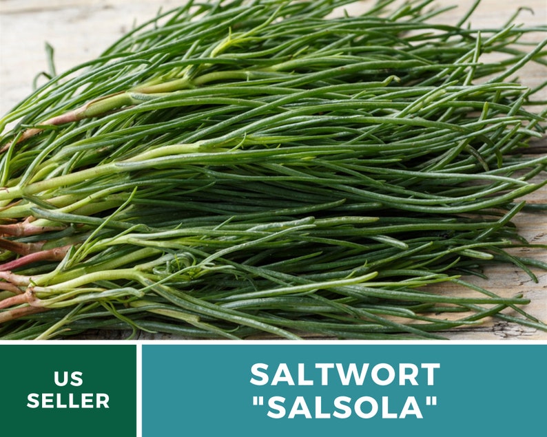 Puede incluir: Un manojo de Salsola fresca, tambi&eacute;n conocida como Salwort, sobre una superficie de madera. El texto "SALTWORT "SALSOLA" se muestra debajo de la imagen. El texto "US SELLER" se muestra en un rect&aacute;ngulo verde a la izquierda de la imagen.