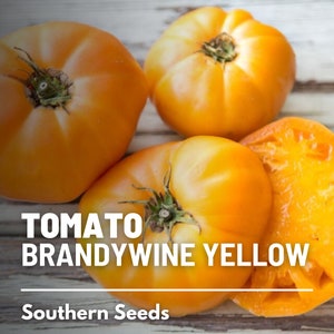 Tomato, Brandywine Yellow - 50 Seeds - Heirloom Vegetable, Indeterminate Plant, Sweet, Tangy, and Complex Flavor (Lycopersicon esculentum)