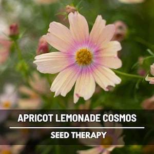 May include: Close-up of an apricot-colored cosmos flower with a vibrant pink center and a yellow center. The image includes the text "APRICOT LEMONADE COSMOS" and "SEED THERAPY" at the bottom, suggesting a seed product.