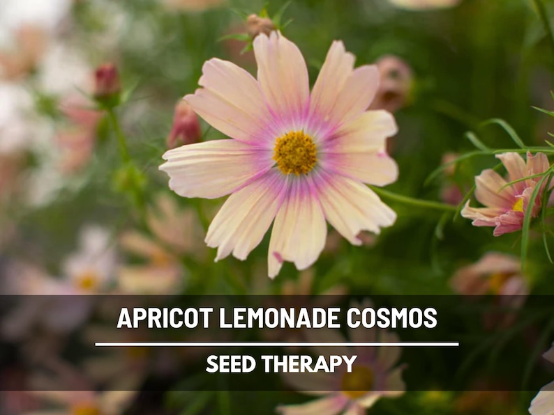 May include: Close-up of an apricot-colored cosmos flower with a vibrant pink center and a yellow center. The image includes the text "APRICOT LEMONADE COSMOS" and "SEED THERAPY" at the bottom, suggesting a seed product.