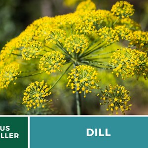 May include: A vibrant yellow dill flower head featuring numerous small, clustered blossoms arranged in an umbrella-like umbel structure on a green stem. The image includes a dark green banner with the white text US SELLER and a teal banner with DILL.
