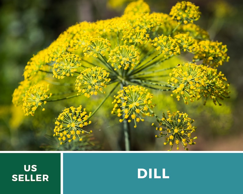 May include: A vibrant yellow dill flower head featuring numerous small, clustered blossoms arranged in an umbrella-like umbel structure on a green stem. The image includes a dark green banner with the white text US SELLER and a teal banner with DILL.