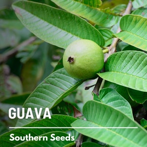 May include: A close-up of a green guava fruit growing on a branch with lush green leaves. The text "GUAVA" and "Southern Seeds" is visible below the fruit.