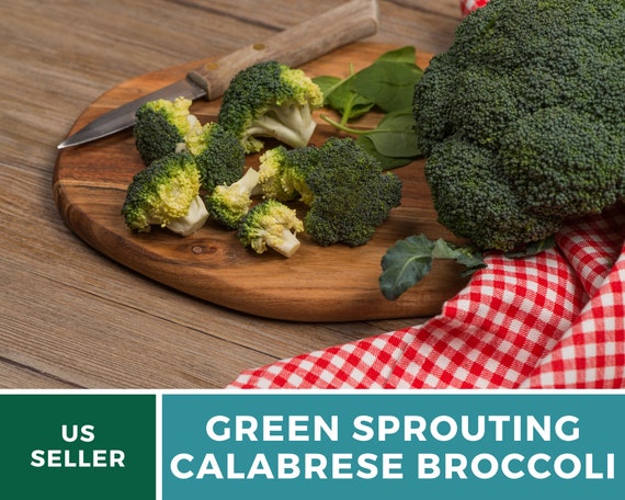 Broccoli- 100 Seeds 50% off sale 