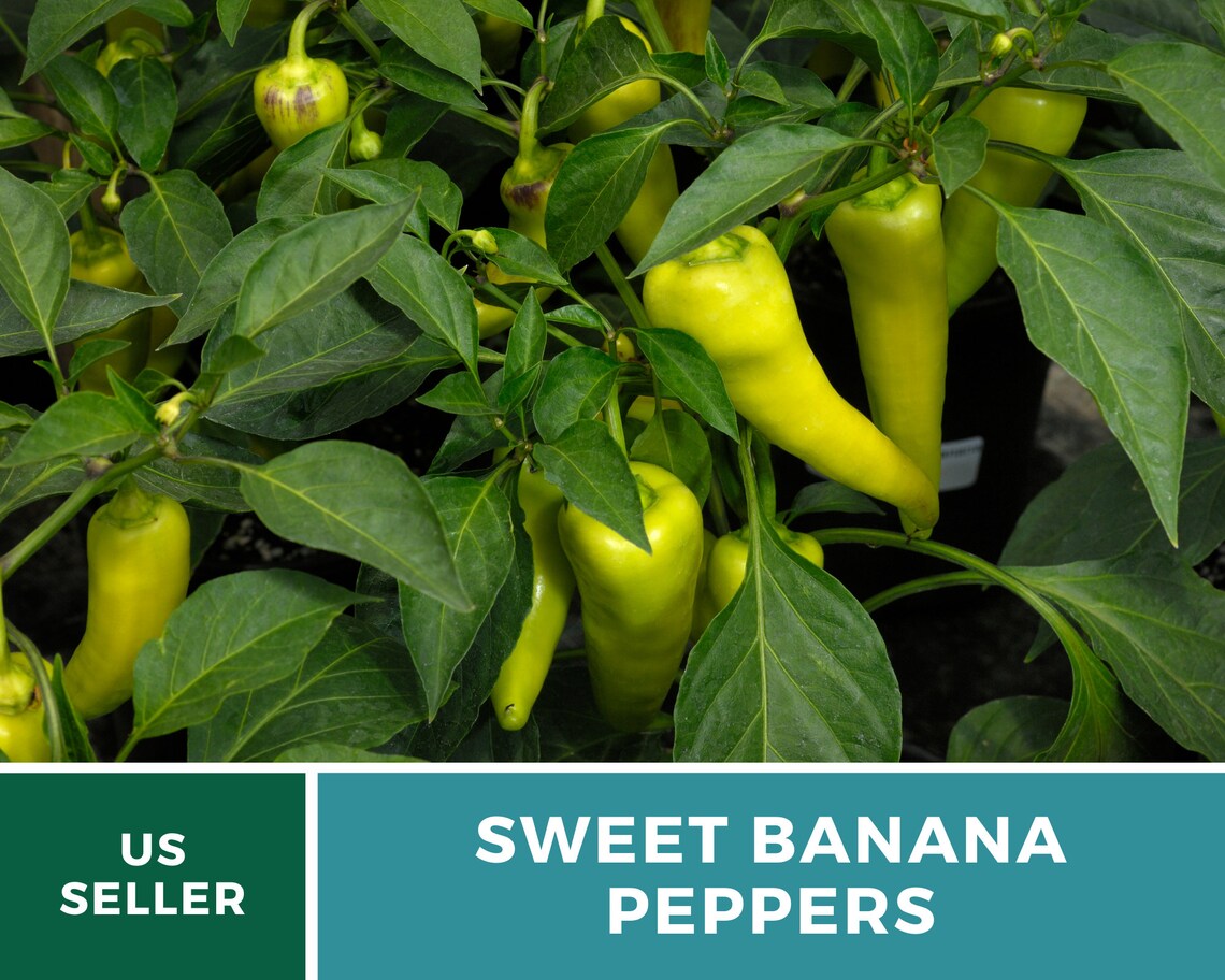 Pepper Sweet Banana 25 Seeds Heirloom GMO Free Easy Etsy