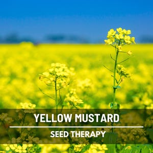 Yellow Mustard Seeds – Heirloom Herb, Sinapis Alba, Cover Crop, Culinary Spice, Grow Your Own Mustard | 200 Seeds image 1
